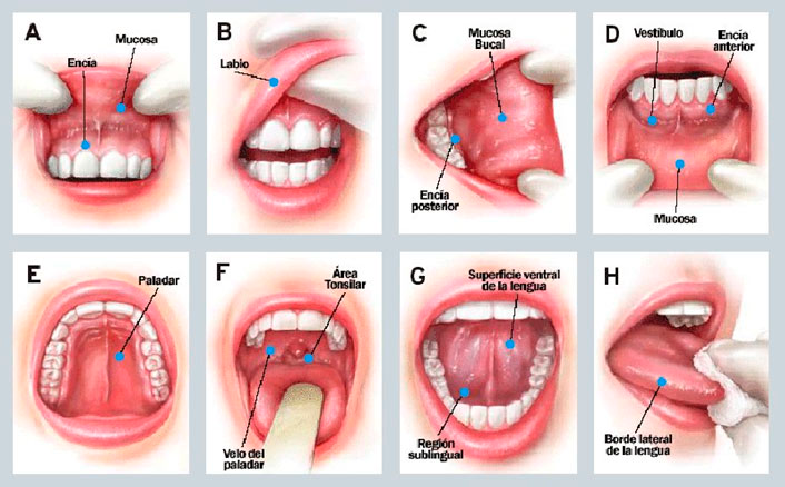 estomatologia-dental